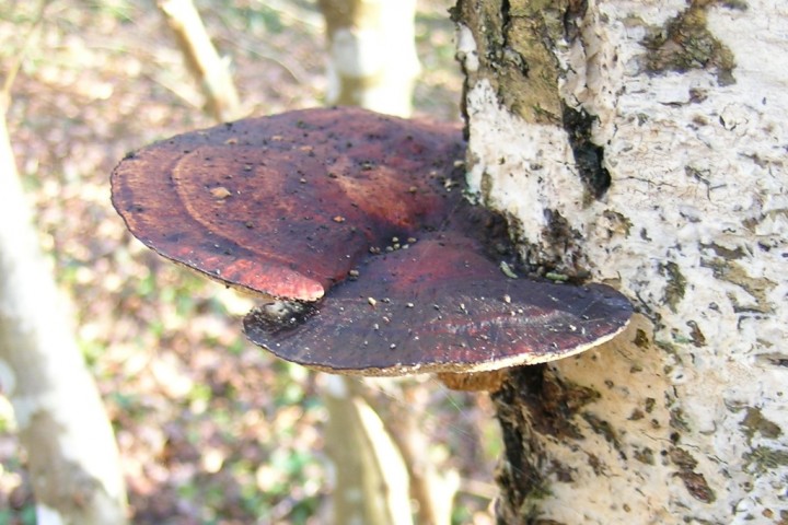 Daedaleopsis_confragosa_tricolor1.JPG