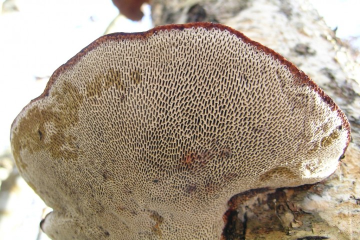 la plupart des carpophores ont des pores blanchâtres