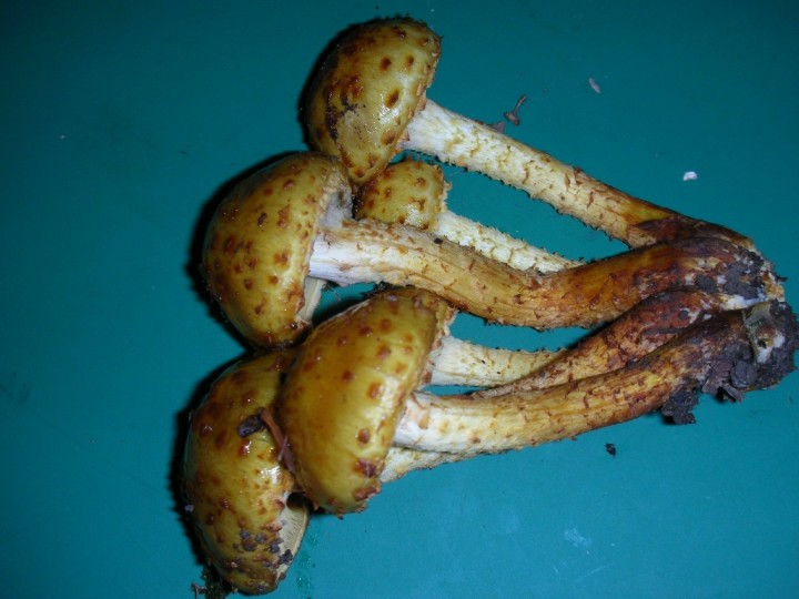 DSCN3108.JPG