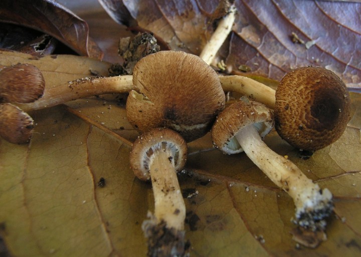 Sg 9859.JPG
