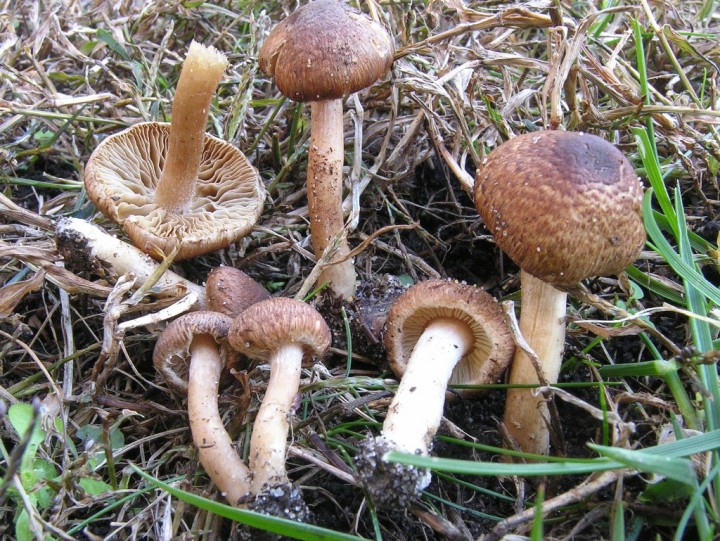 Sg 9860.JPG