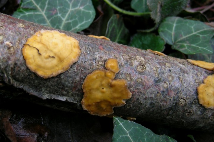 Stereum sp5.JPG