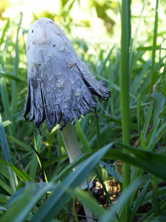 PA096215.JPG