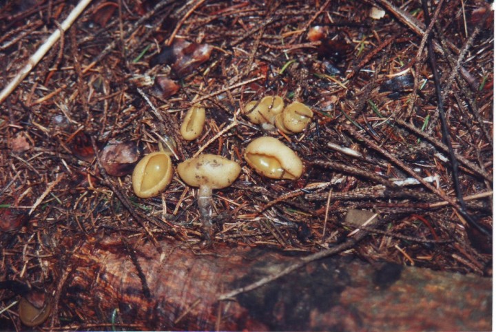 Scan10026.JPG