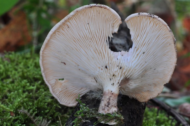 DSC_8009.JPG