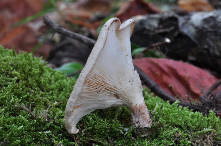 DSC_8011.JPG