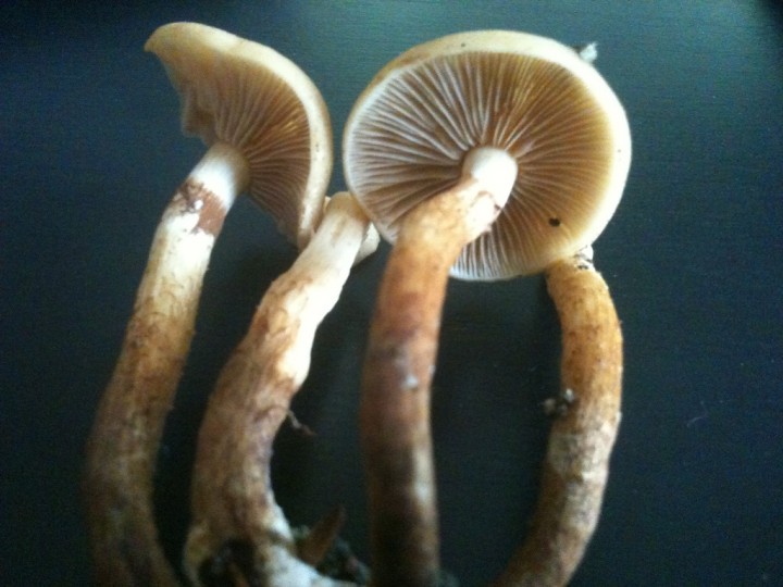 juin 2011 106.JPG