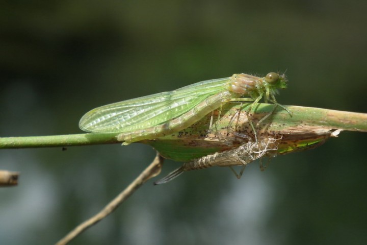 libellules 508.jpg