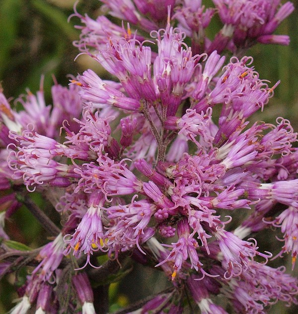 adenostylealliarae.jpg