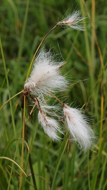 eriophorumangustifolium.jpg