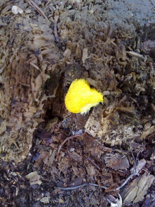 champi-jaune.jpg