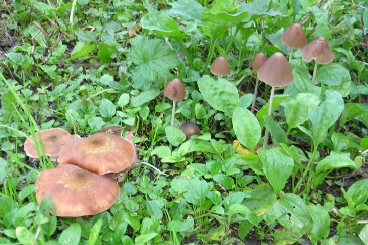 Armillaires et volvaires D 1.JPG