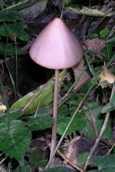Psathyrella sp 1.JPG