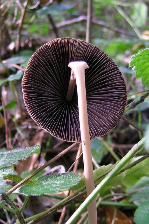 Psathyrella sp 3.JPG