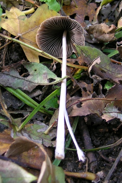 Psathyrella sp 4.JPG