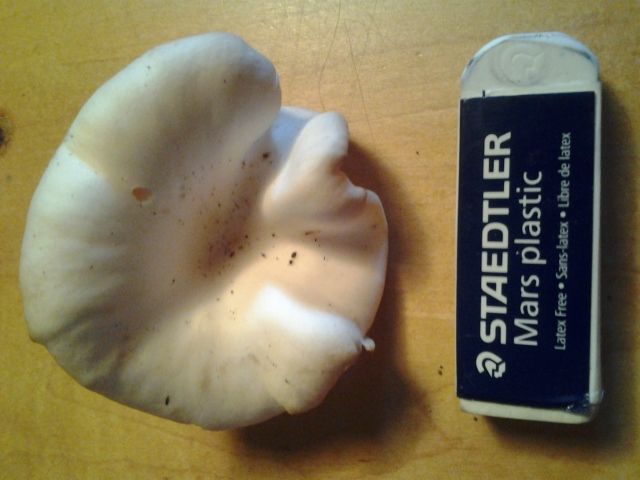 20120916_171158.jpg