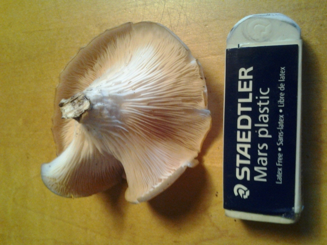 20120916_171140.jpg