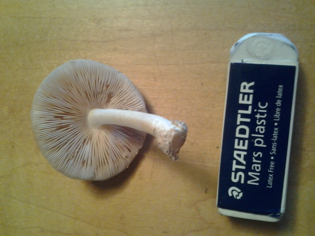 20120916_171121.jpg