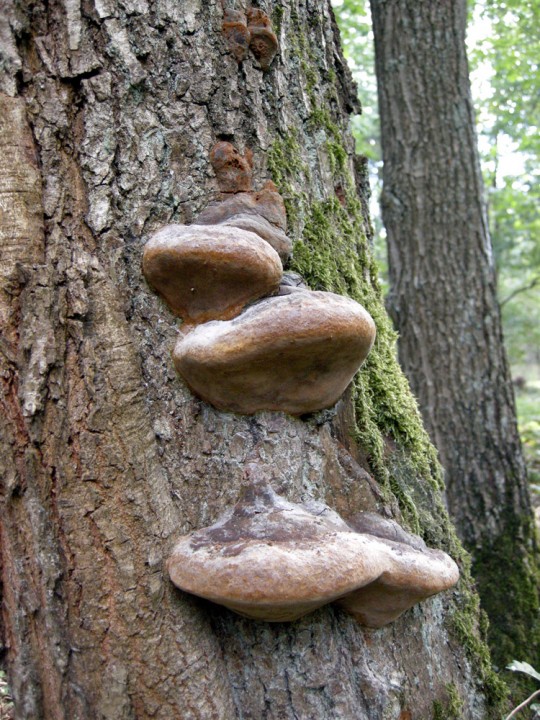 20120499.jpg