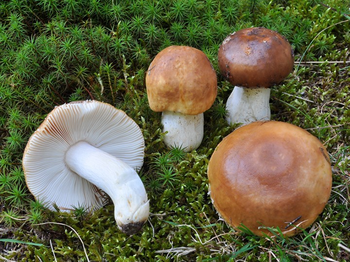 Russula_mustelina_2.jpg