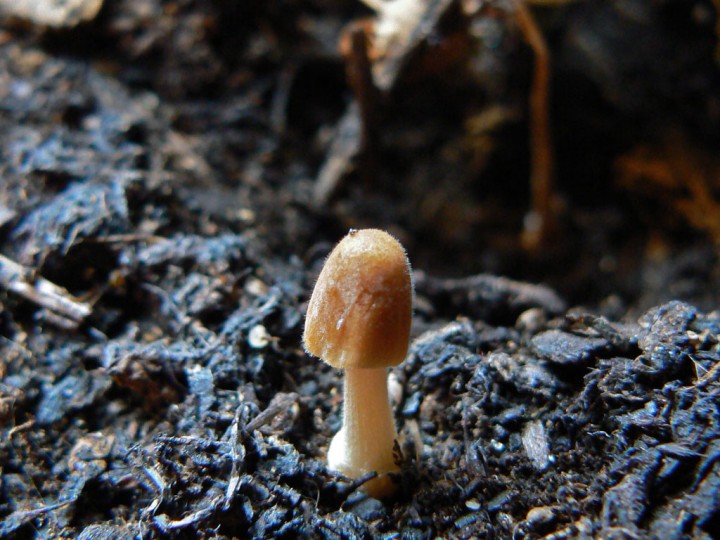 Taille à 12h00 < 1 cm