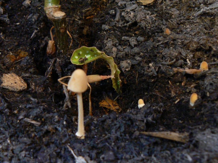 Taille à 20h00 > 3 cm