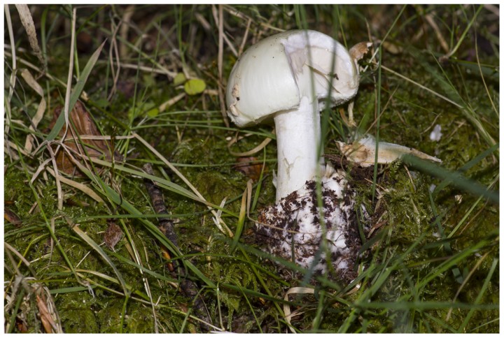 Amanitaasteropus1.jpg