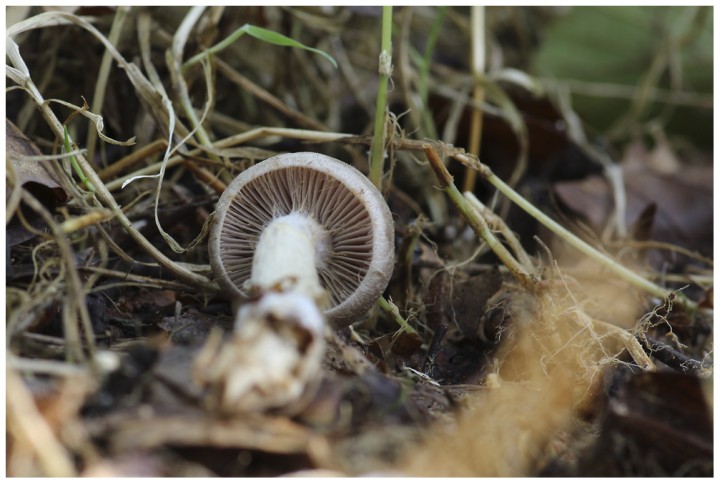 Cortinariussp2.jpg