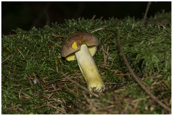 Champignon1.jpg