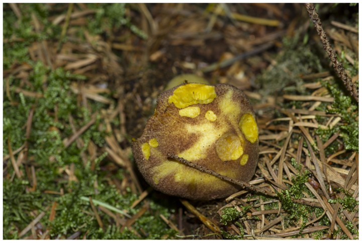 Champignon3.jpg