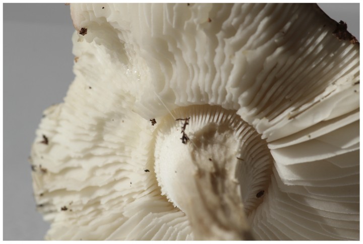 Champignon12.jpg