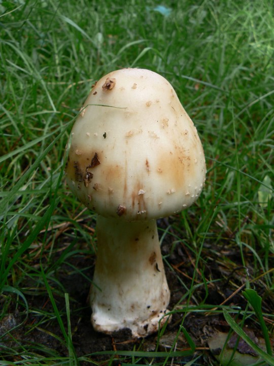 A.asteropus<br />Forêt du Gâvre, Septembre 2011