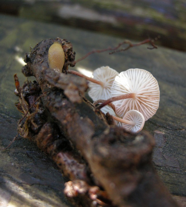 DSCN3123.jpg