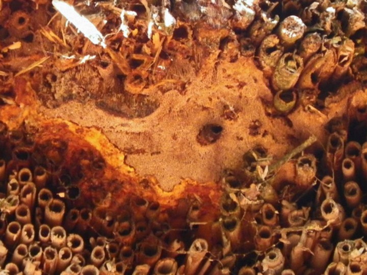 detail.jpg