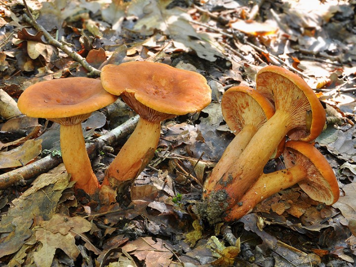 Lactarius_subsericatus_3.jpg