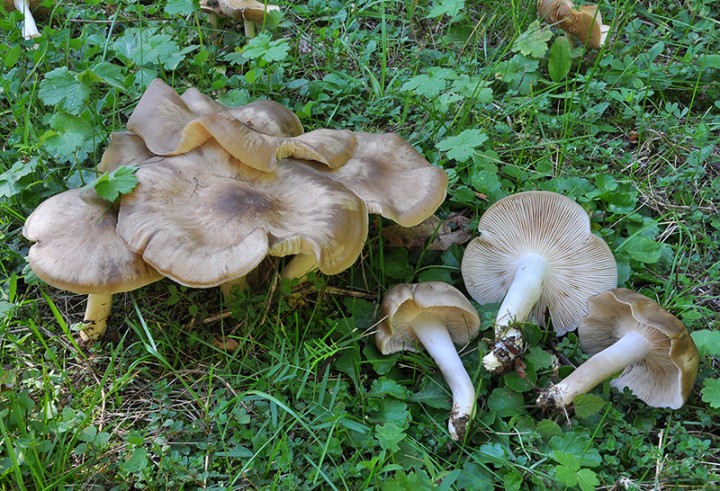 Lyophyllum_decastes_2.jpg