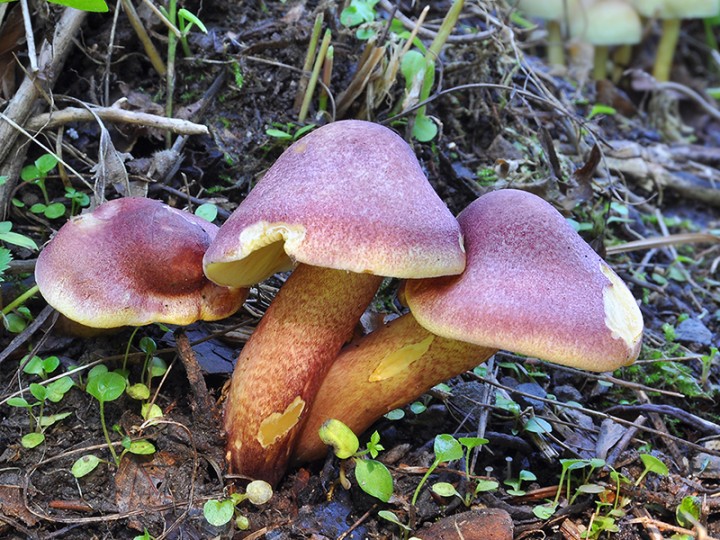 Tricholomopsis_rutilans.jpg