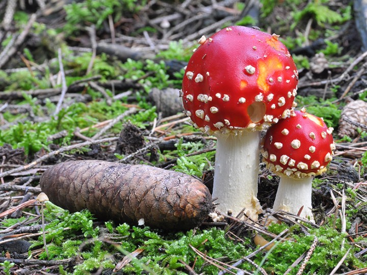 Amanita_muscaria_2.jpg