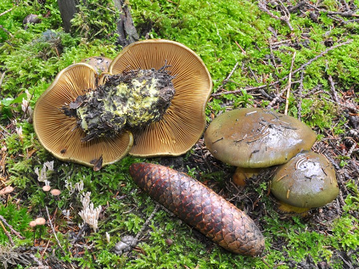 Cortinarius_atrovirens.jpg