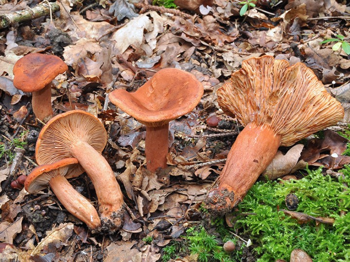 Lactarius_britannicus_2.jpg
