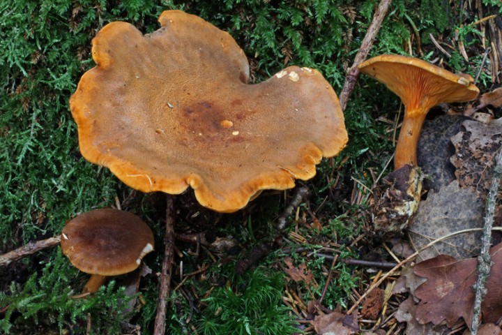 IMG03.jpg