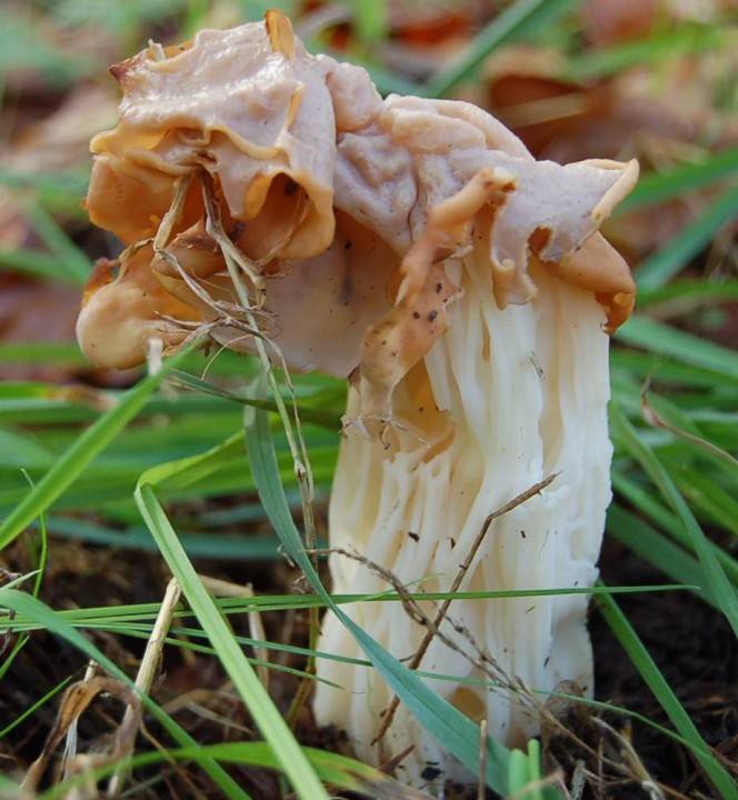 Helvella Crispa.jpg