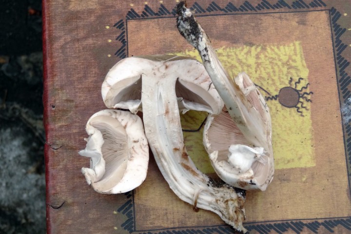 091012agaricus-orvensis.jpg