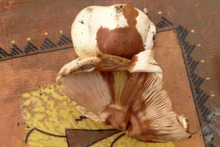 DSC01201Agaricus-xanthoderma.jpg