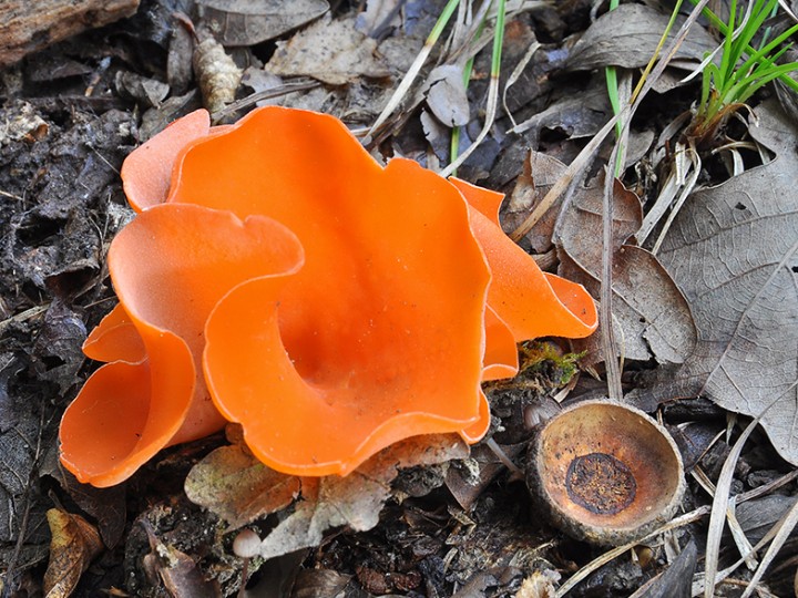Aleuria_aurantia_1.jpg