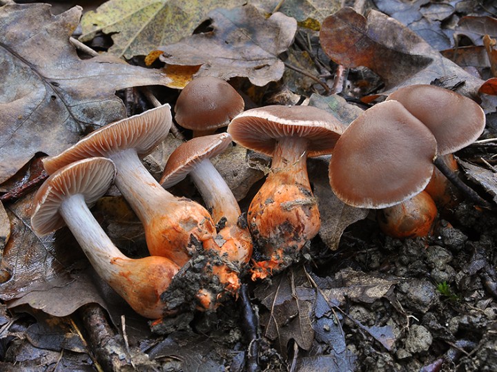 Cortinarius_bulliardii_1.jpg