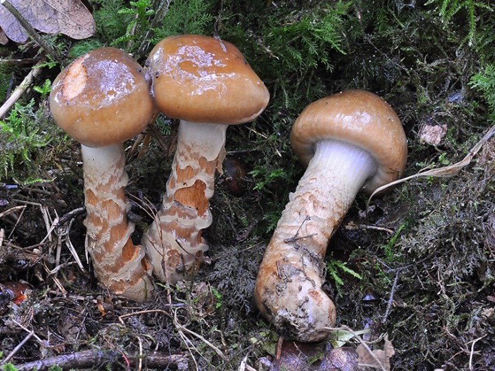 Cortinarius_trivialis.jpg