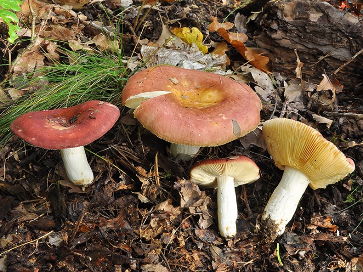 Russula_decipiens_3.jpg