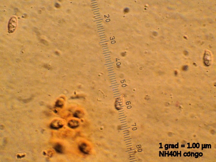 spores.JPG
