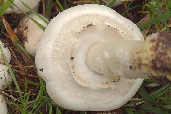 DSC01205Agaricus-xonthoderma.jpg